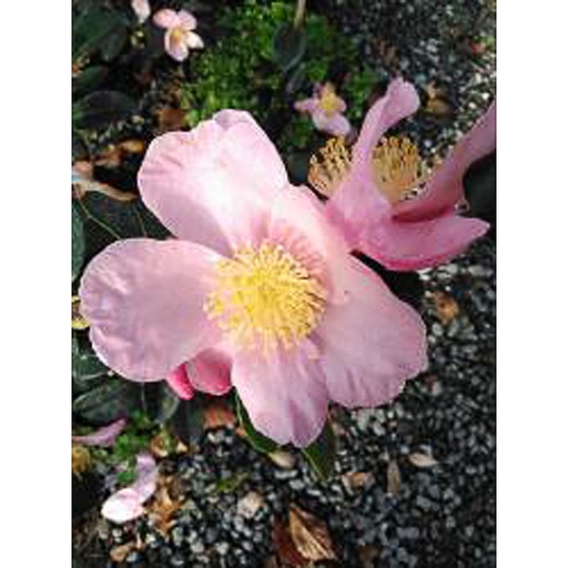 [CASPPINK] CAMELLIA sasanqua 'Plantation Pink' (Conteneur - 12 ltr - 40-60 cm)