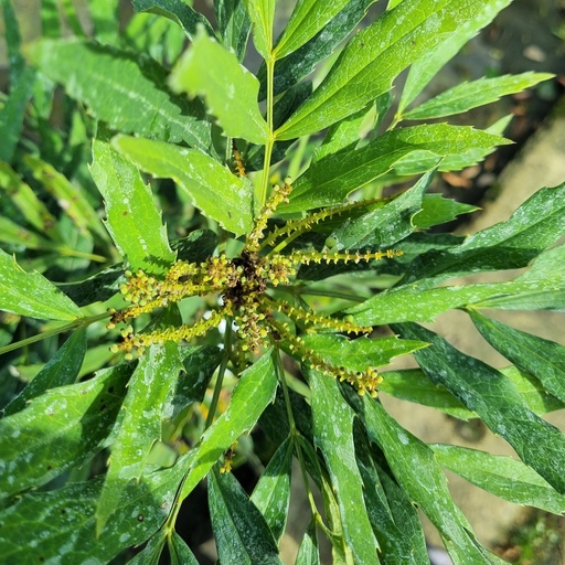 [MALCA] Mahonia lindsayae 'Cantabrigense' (Conteneur - 12 ltr - 40-60 cm)