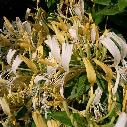 [LOSDE] Lonicera similis var. delavayi (Conteneur - 2 ltr - 40-60 cm)