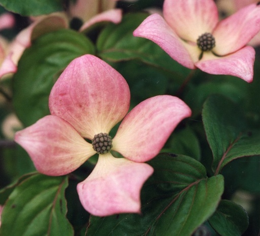 [COKSSE] Cornus kousa 'Satomi Select' (Conteneur - 3 ltr - 40-60 cm)