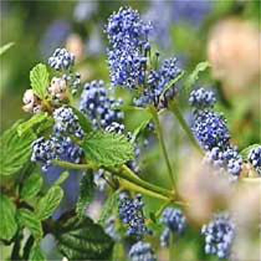 [CEBUR] Ceanothus x 'Burkwoodii' (Conteneur - 3 ltr - 40-60 cm)
