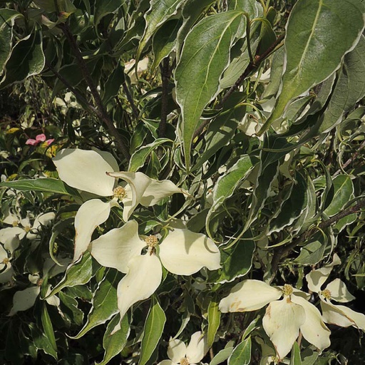 [COKTER] Cornus kousa 'Teresa' (Conteneur - 3 ltr - 40-60 cm)
