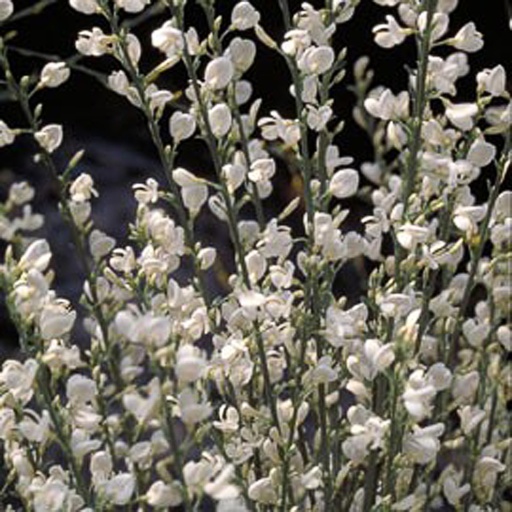 [CYPALB] Cytisus praecox 'Albus' (Conteneur - 3 ltr - 40-60 cm)