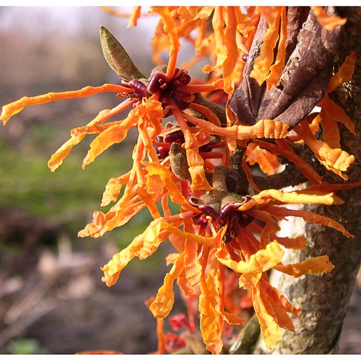 [HAIAPH] Hamamelis x int. 'Aphrodite' (Conteneur - 3 ltr - 40-60 cm)