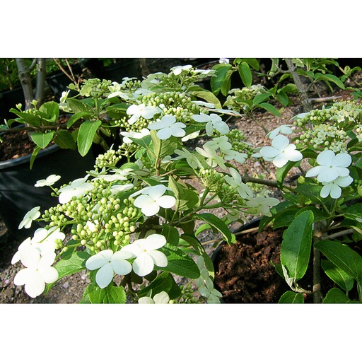 [VIMKET] Viburnum macrocephalum f. Keteleeri (Conteneur - 3 ltr - 40-60 cm)