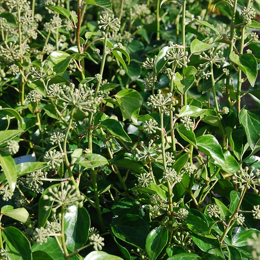 [HEHAR] Hedera helix 'Arborescens' (Conteneur - 5 ltr - 40-60 cm)