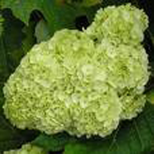 [HYQHAR] Hydrangea quercifolia 'Harmony' (Conteneur - 5 ltr - 40-60 cm)