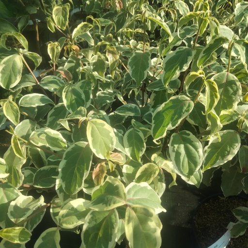 [COKSYUKI] Cornus kousa 'Shira Yuki' (Conteneur - 5 ltr - 40-60 cm)