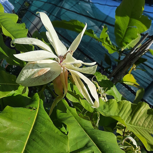 [MATRI] Magnolia tripetala (Conteneur - 5 ltr - 40-60 cm)