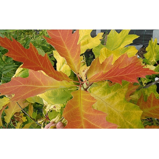 [QURBGOL] Quercus rubra 'Boltes Gold' (Conteneur - 5 ltr - 40-60 cm)