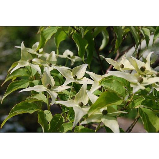 [COKALICE] Cornus kousa 'LT Alice' (new) (Conteneur - 5 ltr - 40-60 cm)