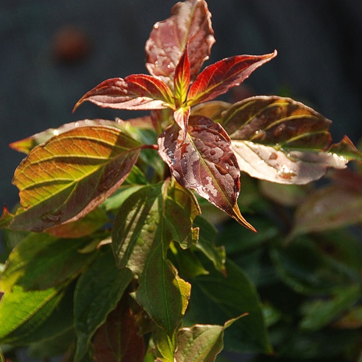 [COPUMI] Cornus pumila (Conteneur - 5 ltr - 40-60 cm)