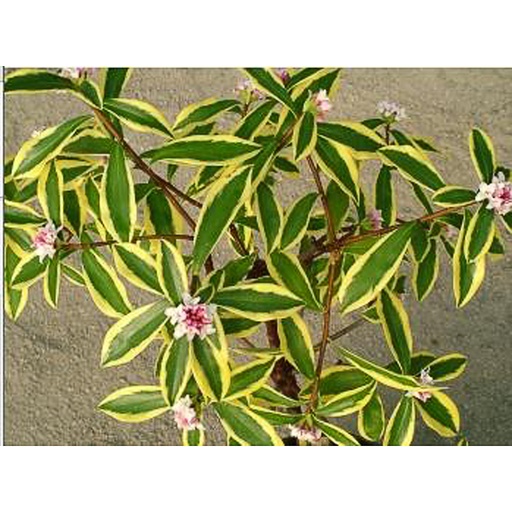 [DAOMAR] Daphne odora 'MARIANNI' ® (Conteneur - 5 ltr - 40-60 cm)