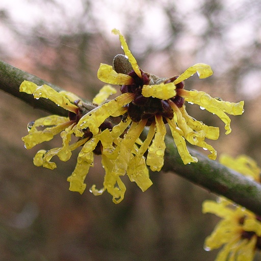 [HAMOL] Hamamelis mollis (Conteneur - 5 ltr - 40-60 cm)
