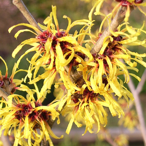 [HAMHCL] Hamamelis mollis 'Hillier Clone' (Conteneur - 5 ltr - 40-60 cm)