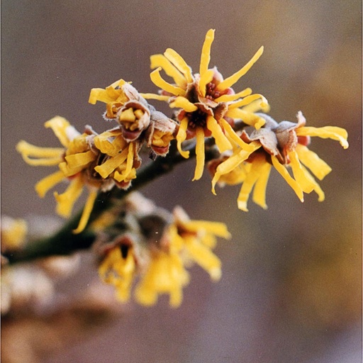 [HAMJW] Hamamelis mollis 'James Wells' (Conteneur - 5 ltr - 40-60 cm)