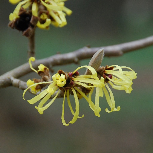[HAMWSU] Hamamelis mollis 'Wisley Supreme' (Conteneur - 5 ltr - 40-60 cm)