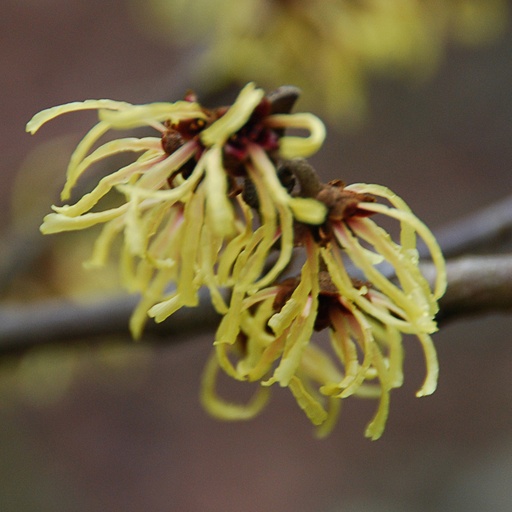 [HAILU] Hamamelis x int. 'Luna' (Conteneur - 5 ltr - 40-60 cm)