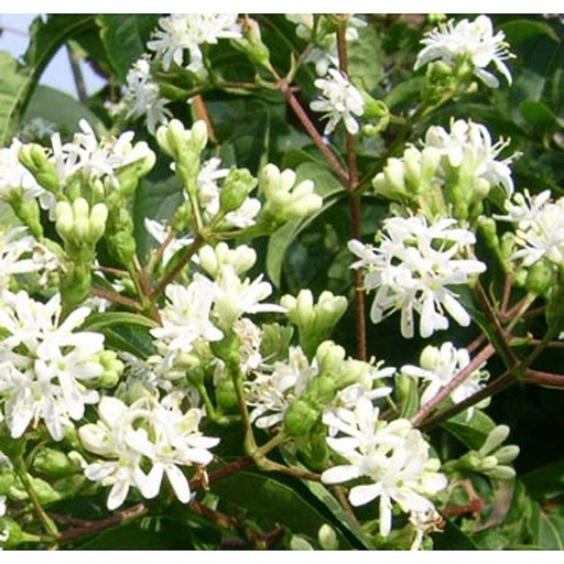 [HEMIC] Heptacodium miconioides (Conteneur - 5 ltr - 40-60 cm)
