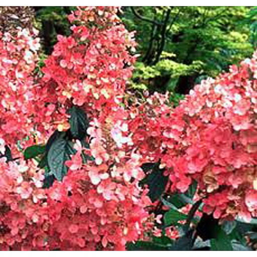 [HYPPD] Hydrangea pan. 'Pink Diamond' (Conteneur - 5 ltr - 40-60 cm)