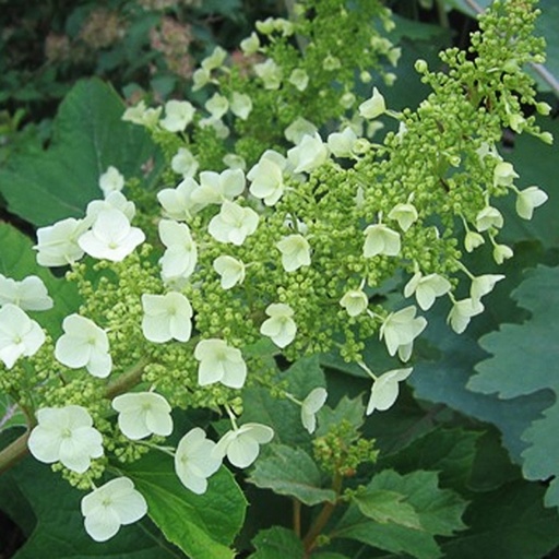 [HYQUE] Hydrangea quercifolia (Conteneur - 5 ltr - 40-60 cm)