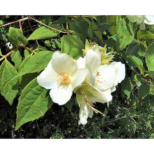 [PHCORO] Philadelphus coronarius (Conteneur - 5 ltr - 40-60 cm)