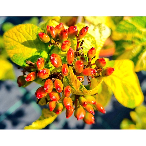 [VILVARIE] Viburnum lantana 'Variegatum' (Conteneur - 5 ltr - 40-60 cm)