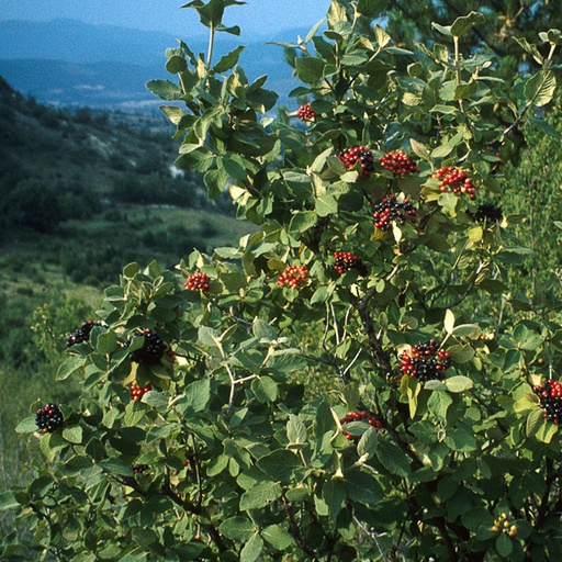 [VILANT1] Viburnum lantana (Conteneur - 5 ltr - 40-60 cm)