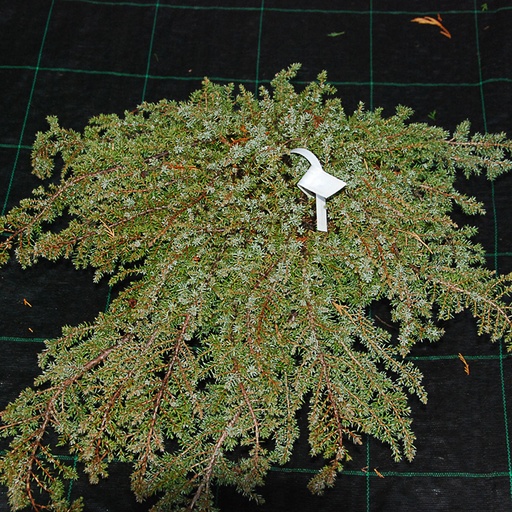 [JUCGCA] Juniperus communis 'Green Carpet' (Conteneur - 5 ltr - 40-60 cm)
