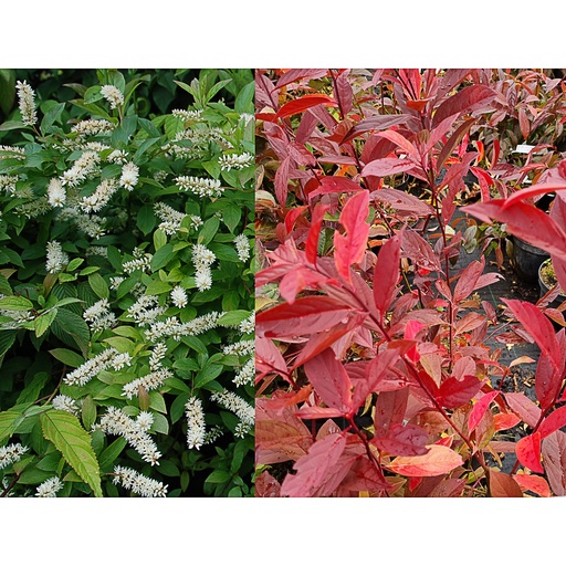[ITVHG] Itea virginica 'Henry's Garnet' (Conteneur - 7,5 ltr - 40-60 cm)