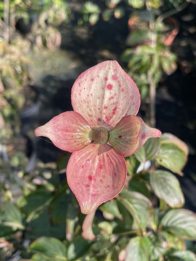 [COKKEA] Cornus kousa 'Kea' (Conteneur - 7,5 ltr - 40-60 cm)