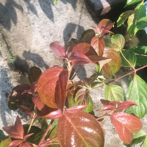[COSFLAI] Cornus 'Summer Flair' (Conteneur - 7,5 ltr - 40-60 cm)