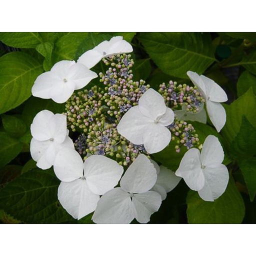 [HYMBBV] Hydrangea macr. 'Blanc Blue Vasterival' (Conteneur - 7,5 ltr - 40-60 cm)