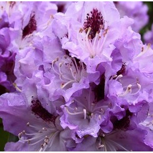 [RHBPET] Rhododendron 'Blue Peter' (Conteneur - 12 ltr - 50-60 cm)