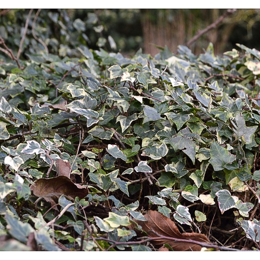 [HEHGL] Hedera helix 'Glacier' (Conteneur - 3 ltr - 50-60 cm)