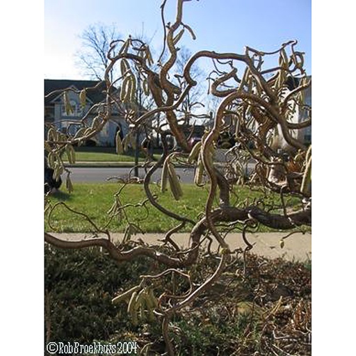 [COACON] Corylus avellana 'Contorta' (Conteneur - 4 ltr - 50-60 cm)