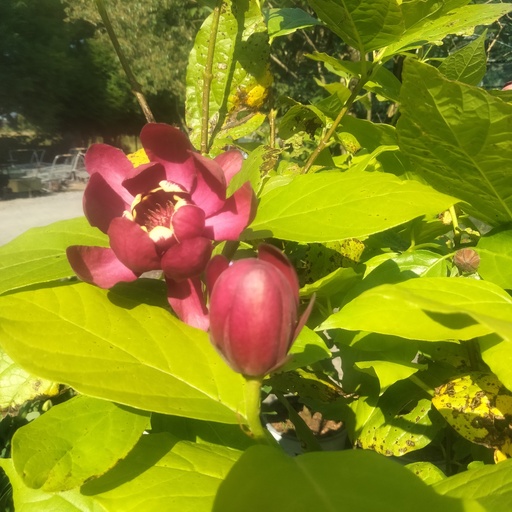 [CAFAPHO] Calycanthus fertilis 'Aphrodite' (Conteneur - 5 ltr - 50-60 cm)