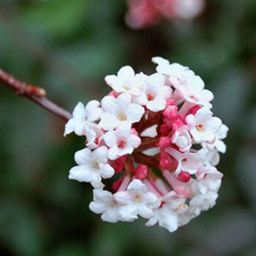 [VIFAR] Viburnum farreri (Conteneur - 5 ltr - 50-60 cm)