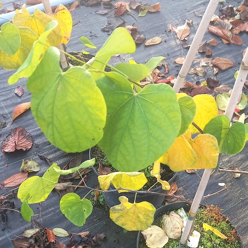 [CECRW] Cercis canadensis 'Royal White' (Conteneur - 7,5 ltr - 50-60 cm)
