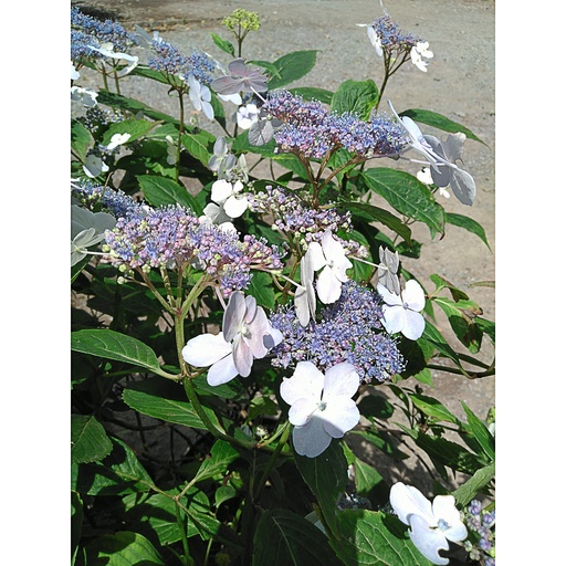 [HYSBBIR] Hydrangea serrata 'Blue Bird' (Conteneur - 7,5 ltr - 50-60 cm)
