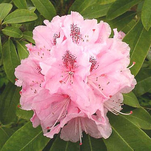[RHASCH] Rhododendron (T) 'Albert Schweitzer' (Conteneur - 7,5 ltr - 50-60 cm)