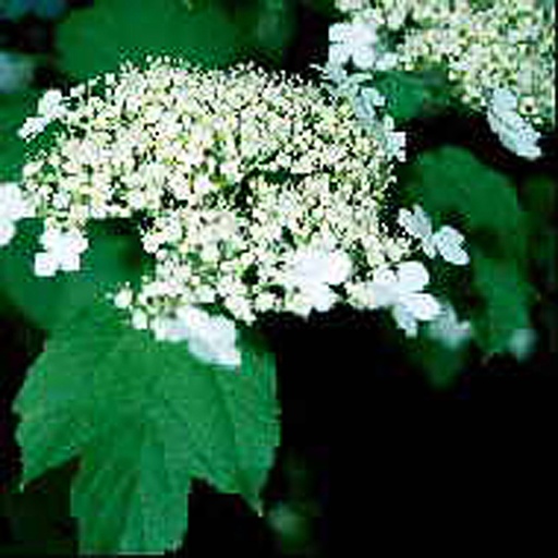 [VIORI] Viburnum orientale (Conteneur - 7,5 ltr - 50-60 cm)