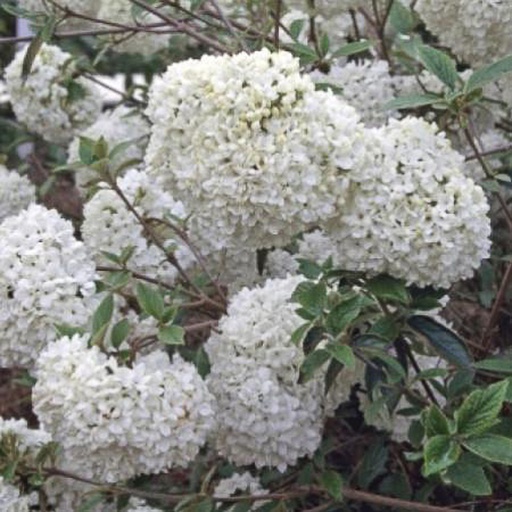[VIESK] Viburnum 'Eskimo'  (Cayuga x Utile) (Conteneur - 3 ltr - 5-10 cm)