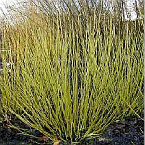 [COSFL] Cornus stolonifera 'Flaviramea' (Racines nues - 60-100 cm)