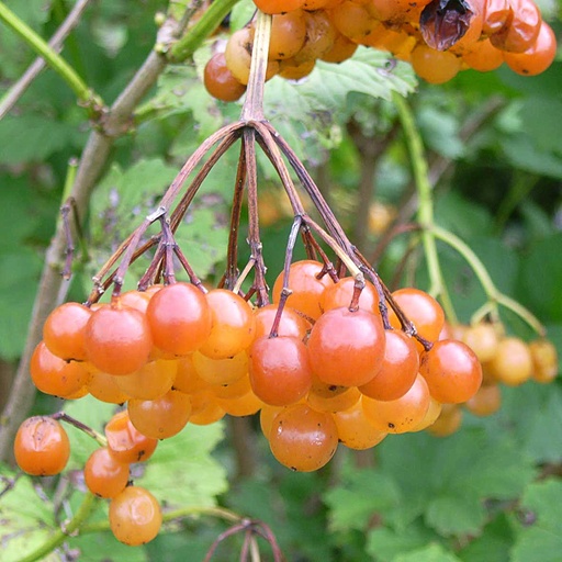 [VIOXA] Viburnum opulus 'Xanthocarpum' (Conteneur - 12 ltr - 60-80 cm)