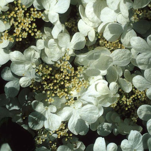 [VIPWA] Viburnum plicatum v t.'Watanabe' (Conteneur - 12 ltr - 60-80 cm)