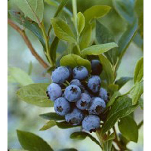 [VACGOLDTP] Vaccinium cor. 'Goldtraube 71' (Conteneur - 3 ltr - 60-80 cm)