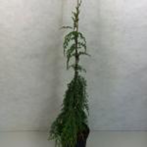 [JUCHO] Juniperus communis 'Horstmann' (Conteneur - 3 ltr - 60-80 cm)
