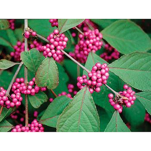 [CABPR] Callicarpa bodineri 'Profusion' (Conteneur - 5 ltr - 60-80 cm)