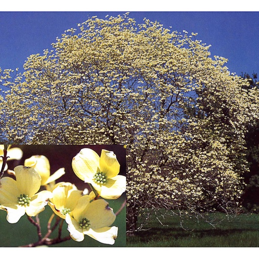 [COFWC] Cornus florida 'White Cloud' (Conteneur - 5 ltr - 60-80 cm)